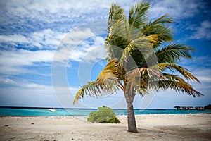 Palm tree in harbor photo