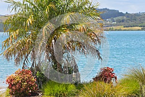 Palm tree on harbor shore