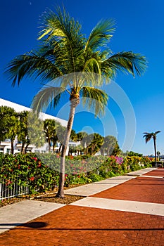 Palm tree at the Harborwalk in Key West, Florida.