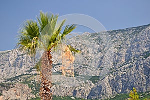 Palm tree with high croatian mountain Biokovo