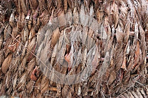 Palm Tree hirsute bark texture