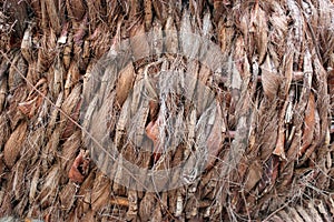 Palm Tree hirsute bark texture photo