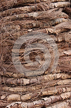 Palm Tree hirsute bark texture photo