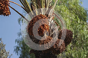 A palm tree holds dates