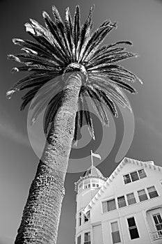 Palmera un árbol sobre el instalación que proporciona servicios de alojamiento 