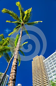 Palm Tree and hotel at Waikiki beach in Honolulu, Hawaii