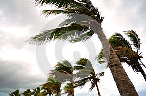 Palm tree at the hurricane