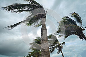Palm tree at hurricane windstorm. Strong wind make palm leaf heavy blow follow wind direction