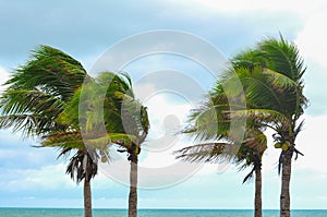 Palm tree at hurricane windstorm. Strong wind make palm leaf heavy blow follow wind direction photo