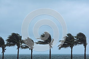 Palm tree at hurricane windstorm. Strong wind make palm leaf heavy blow follow wind direction