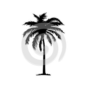 Palm tree icon. Black coconut silhouette palm isolated on white background. Coconuts palmtree design summer prints. Palmetto trees