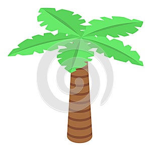 Palm tree icon, isometric style