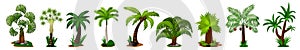 Palm tree icon set. Isolated coconut palm tree