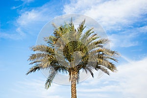 Palm tree idyllic nature scenic view summer season poster concept with blue sky white clouds background space