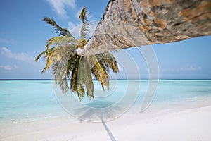 Palm tree on idyllic white sand beach