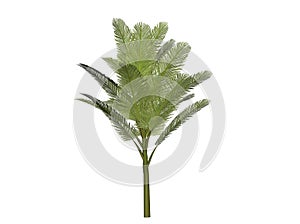 Palm tree illustration