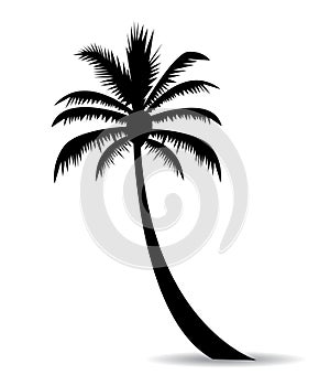 Palm tree image