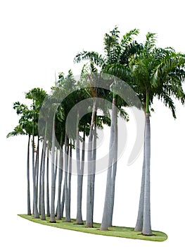 Palm tree on isolate white background