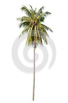 Palm tree on isolate white background