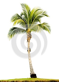 Palm tree isolated