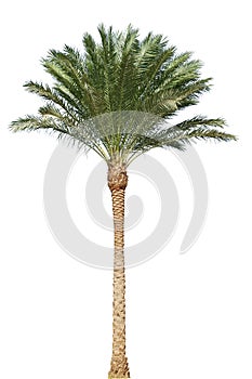 Palm tree isolated