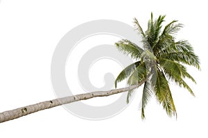 Palma strom 
