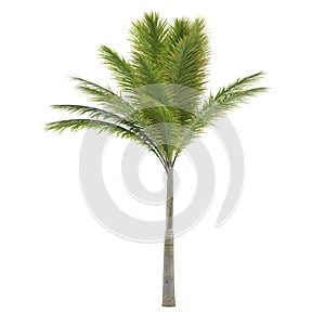 Palm tree isolated. Archontophoenix