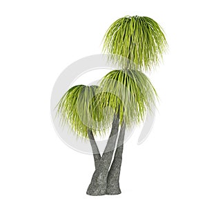 Palm tree isolated. Beaucarnea Recurvata