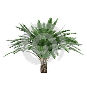 Palm tree isolated. Beccariophoenix