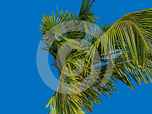 A palm tree isolated in a blue background