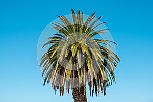 Palm tree isolated on blue sky background - palmera canariensis photo