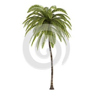 Palm tree isolated. Cocos Nucifera