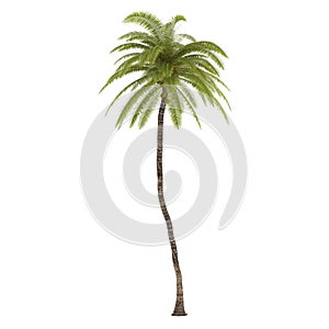 Palm tree isolated. Cocos Nucifera