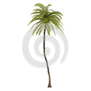 Palm tree isolated. Cocos Nucifera photo