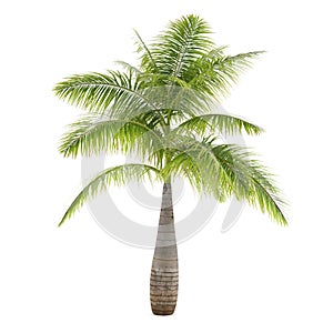 Palm tree isolated. Hyophorbe Lagenicaulis