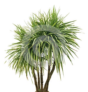 Palm tree, isolated