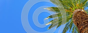 Palm tree isolated on panoramic blue sky background with copy space, palm tree at tropical coast