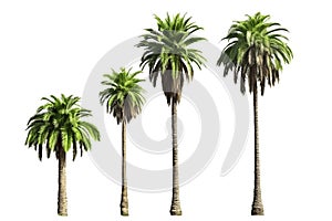 Palm tree isolated on transparent white background, Set of palm trees over white background, foliage design