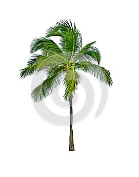 Palm tree isolated on white