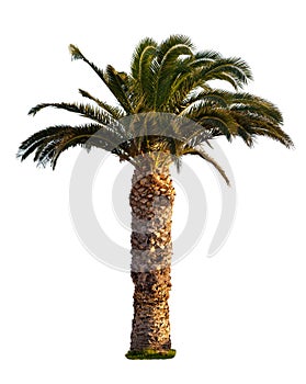 Palm tree isolated on white