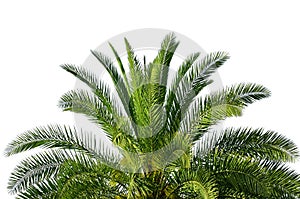 Palm tree isolated on white