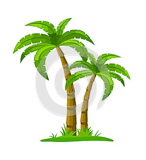 Palm Tree - Isolated on White