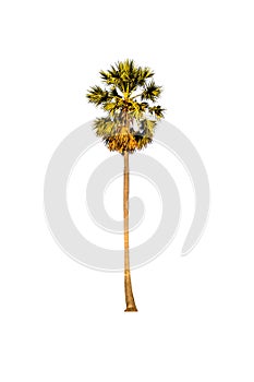 Palm tree isolated on white