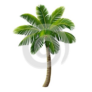 A palm tree isolated on white