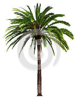 Palm Tree Isolated on White Background