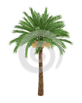 Palm tree isolated on white background