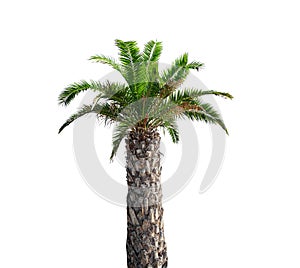 Palm tree isolated on white background.