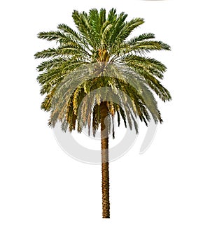 Palm tree isolated on white background