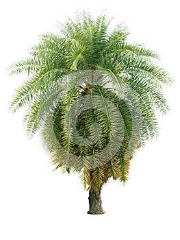 Palm tree isolated on white background