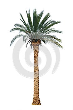 Palm tree isolated